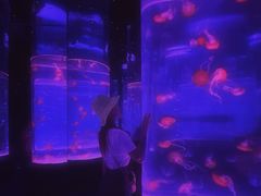 -海合安武汉极地海洋公园