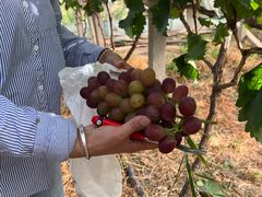 -马陆小张葡萄园农家乐