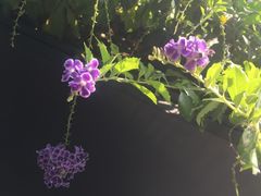 -gaga(深圳南山益田假日广场店)