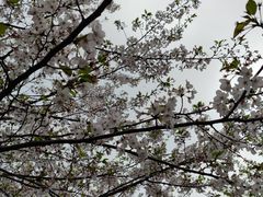 -高东镇樱花园