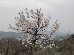 -香山公园