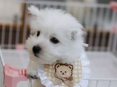-翊宠yipet猫狗购宠庄园