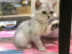 -藏猫猫咖啡主题馆(中央大道店)