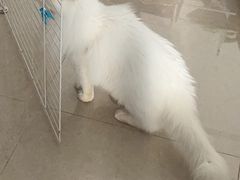 -瑞派宠物医院(搏威敦和院)