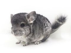 -龙猫仔乐园(惠福东路店)