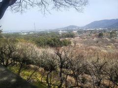 -香雪海