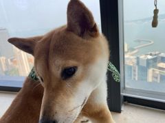 -柴犬小屋·柴餐厅·狗咖食堂(金鼎广场店)