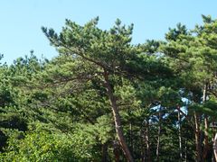 -帽儿山国家森林公园