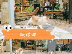 -喵屿·大理花园猫咖