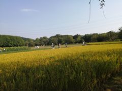 -八卦田遗址公园