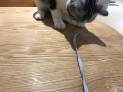 -藏猫猫咖啡主题馆(中央大道店)