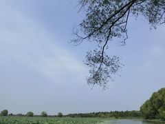 -洪湖生态旅游区