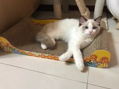 -猫大福·Fortune Cat猫舍(百子湾店)