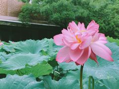 -陈家山荷花公园