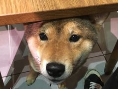 -柴务处·柴犬主题狗咖