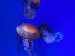 -海合安青岛极地海洋公园