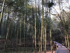 -西湖风景区十里琅珰-五云山