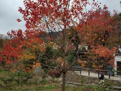 -塔川景区