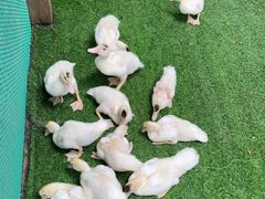 -熊猫自助餐厅.萌趣城堡(长隆熊猫酒店)