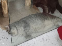 -喵园·猫主题咖啡厅·撸猫·猫咖(国贸店)