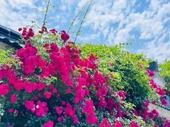 -雨花胜境