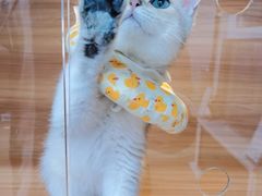 -喵百万·布偶·蓝金金渐层英短·猫舍(百子湾店)