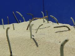 -上海海洋水族馆