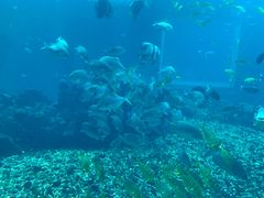 -海棠湾洲际-涛·海底餐厅·美人鱼·自助餐·海底隧道