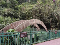 -西双版纳原始森林公园