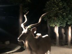 -清迈夜间动物园
