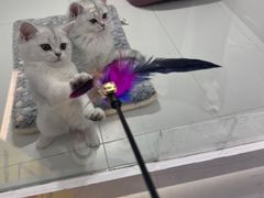 -1013 PET SHOP精品宠物商店(丁香店)