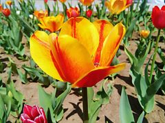 -长春公园(普阳街道)