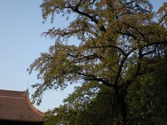 -苏州文庙(姑苏区)