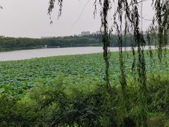 -大兴滨河森林公园