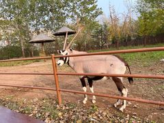 -大连森林动物园