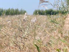 -呼兰河口湿地公园