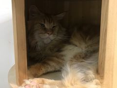 -Heymao猫咖.咖啡厅(东门店)