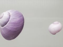 -青岛贝壳博物馆