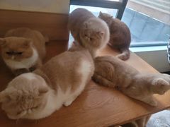 -滚猫咖啡·猫咖·猫友好撸猫(未来城店)