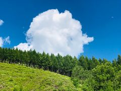 -塞罕坝国家级自然保护区