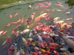 -无锡动物园·太湖欢乐园