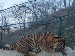 -栾川竹海野生动物园