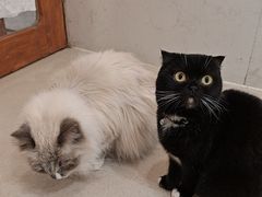 -共舞时光猫咖·狗咖(新街口店)