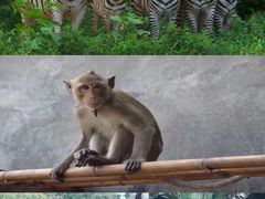 -深圳野生动物园