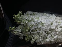 -大自然花鸟鱼虫市场