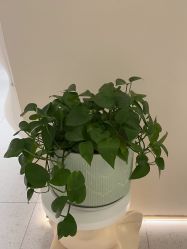 -Dr.林醫生产后修复·超级店(南京江宁同曦店)