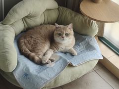 -欣宠猫屋·矮脚拿破仑·蓝金金渐层