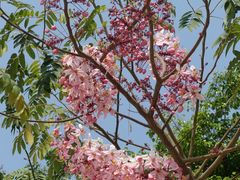 -深圳国际园林花卉博览园