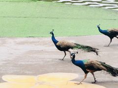 -西双版纳原始森林公园
