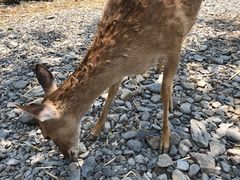 -鹿境梅花鹿生态园区